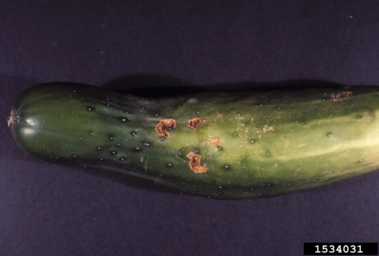 Cladosporium cucumerinum 2
