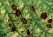 Cladosporium cucumerinum 1