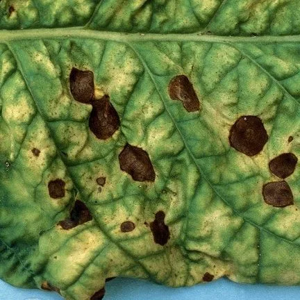 Cladosporium cucumerinum 1