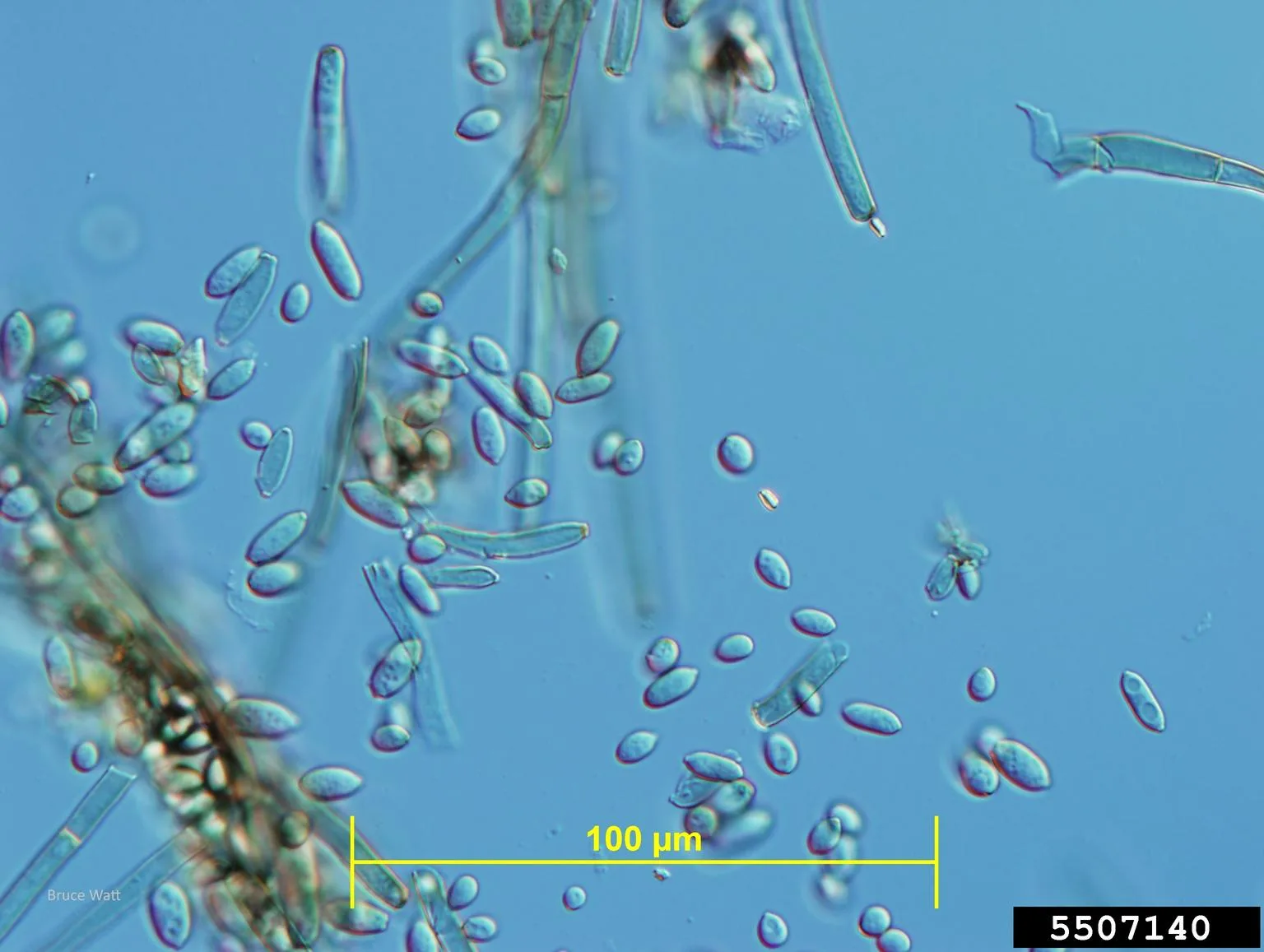 Cladosporium cucumerinum 4