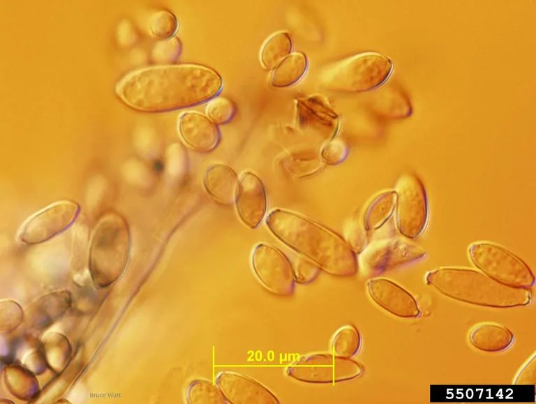 Cladosporium cucumerinum 3