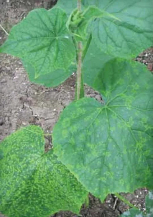 Mozaika ogórka (Cucumber mosaic virus) 3