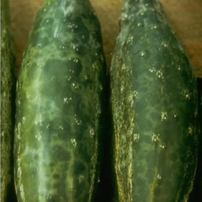 Mozaika ogórka (Cucumber mosaic virus) 2
