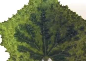 Mozaika ogórka (Cucumber mosaic virus) 1