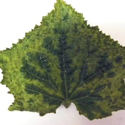 Mozaika ogórka (Cucumber mosaic virus) 1