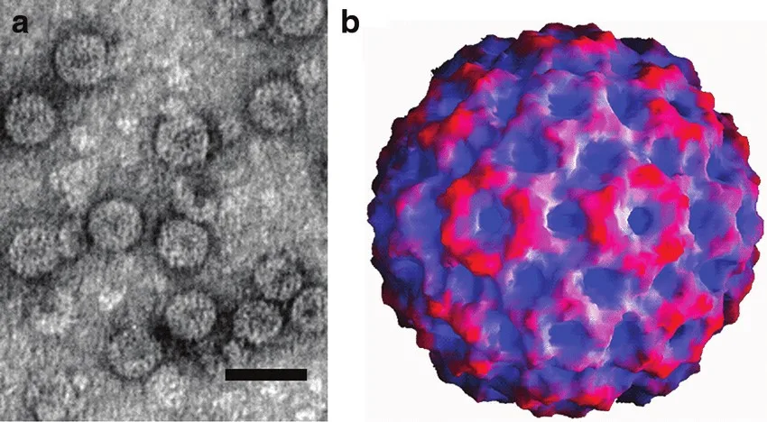 Mozaika ogórka (Cucumber mosaic virus) 4