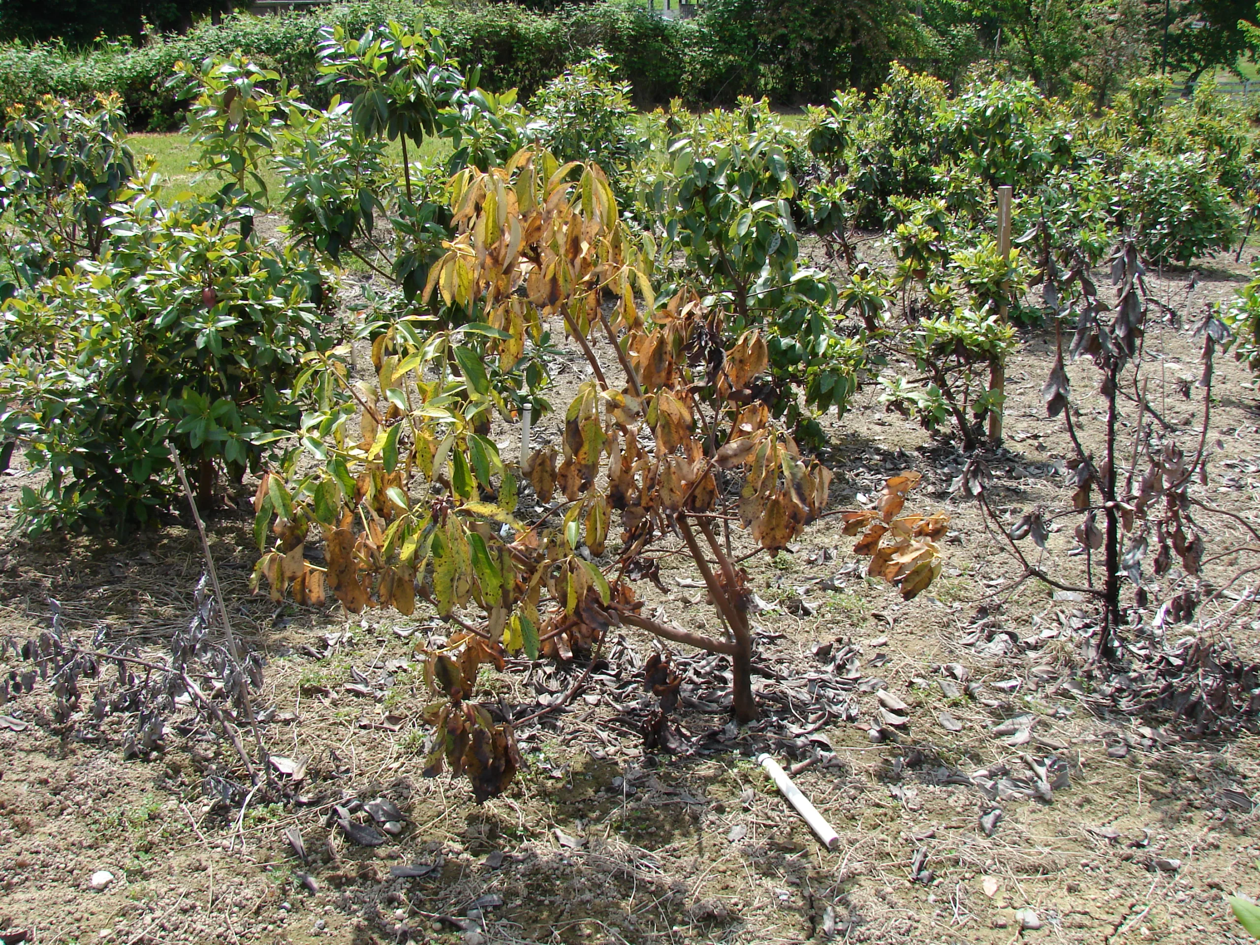 Fytoftoroza 1