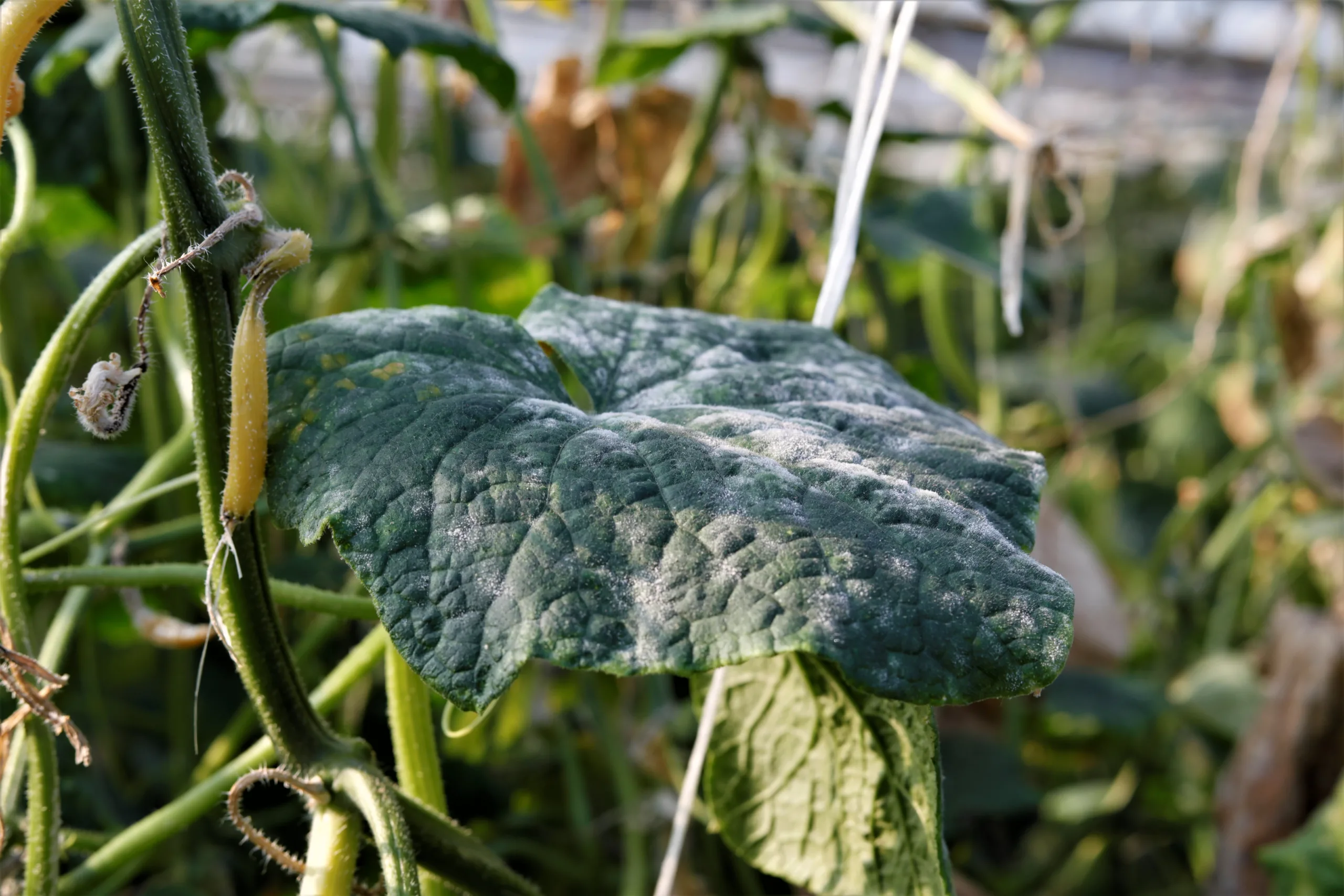 Mączniak prawdziwy (Powdery mildew) 10