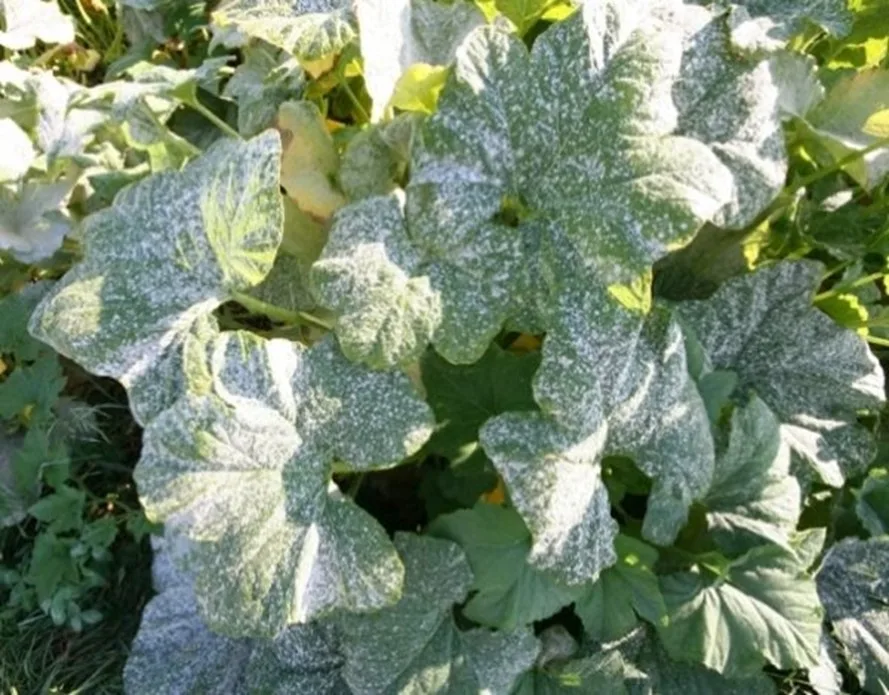 Mączniak prawdziwy (Powdery mildew) 9