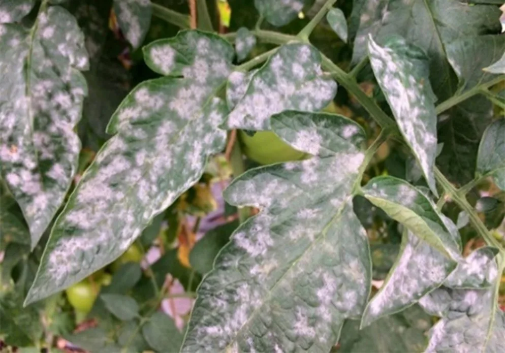 Mączniak prawdziwy (Powdery mildew) 8