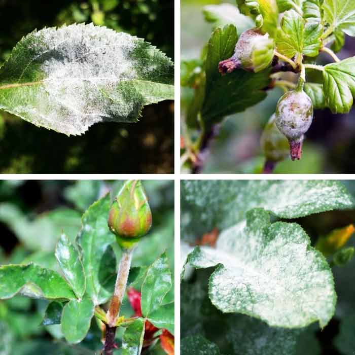 Mączniak prawdziwy (Powdery mildew) 7