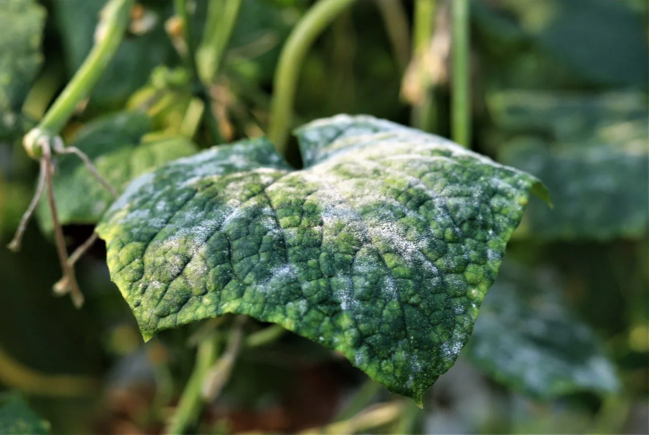 Mączniak prawdziwy (Powdery mildew) 6