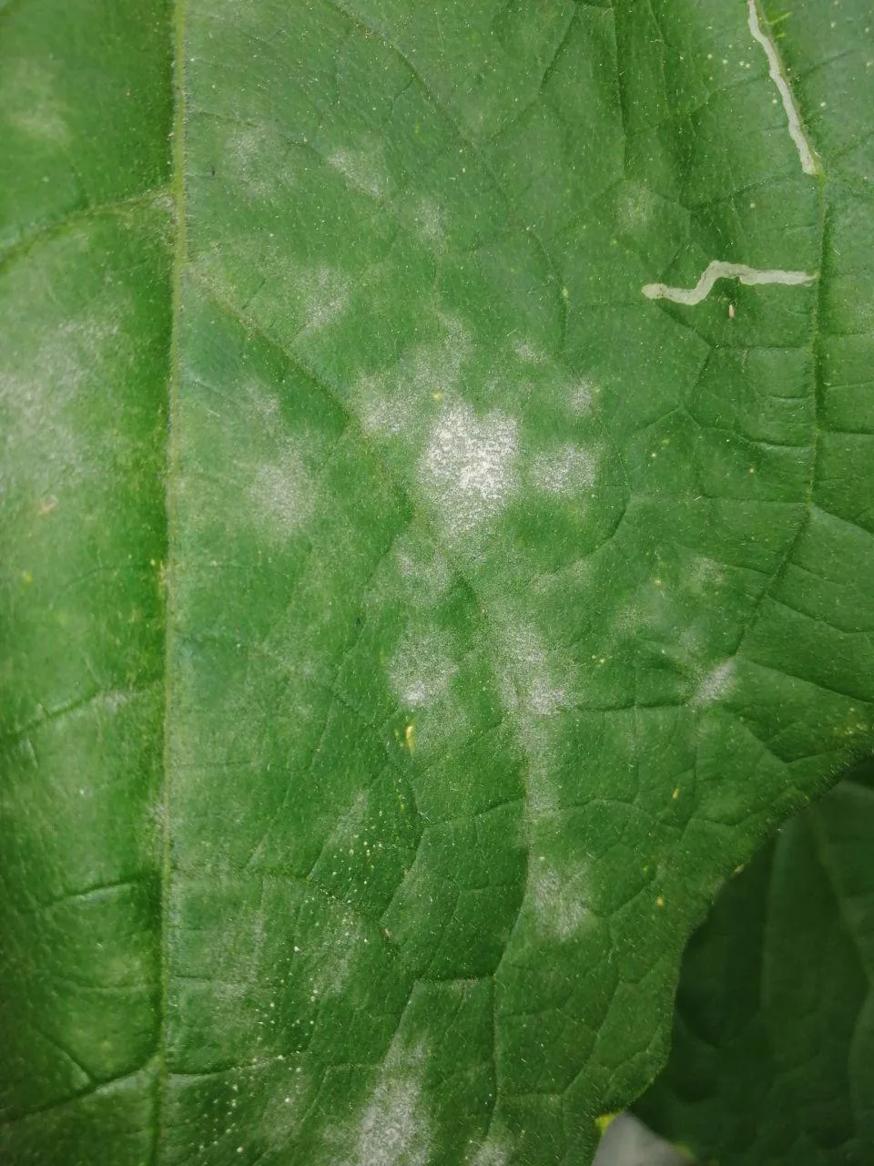 Mączniak prawdziwy (Powdery mildew) 5