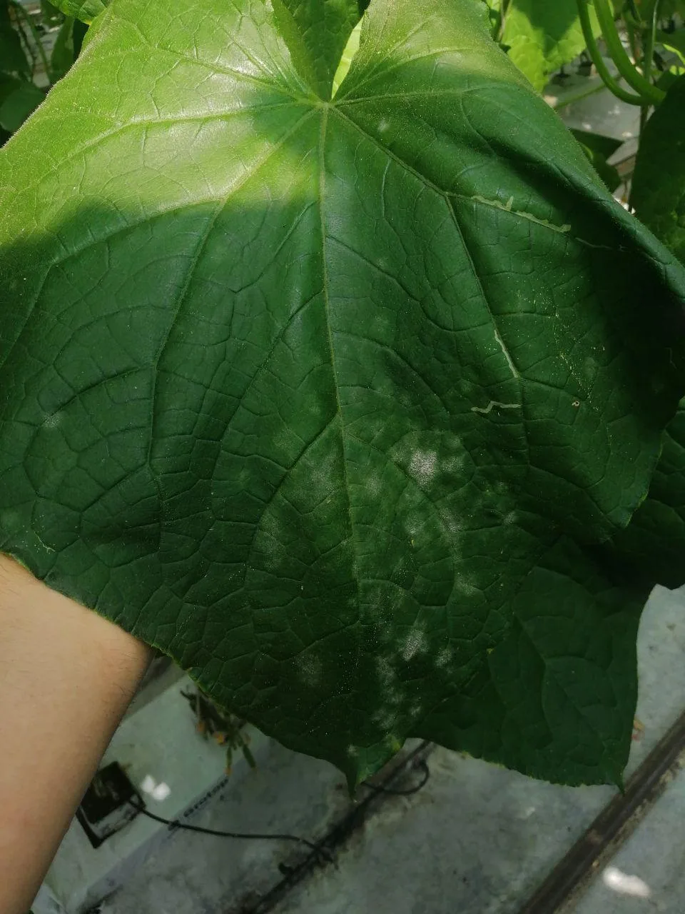 Mączniak prawdziwy (Powdery mildew) 4