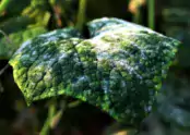 Mączniak prawdziwy (Powdery mildew) 11