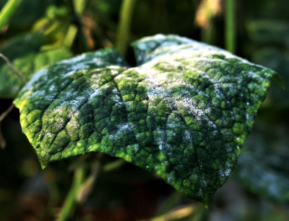Mączniak prawdziwy (Powdery mildew) 11