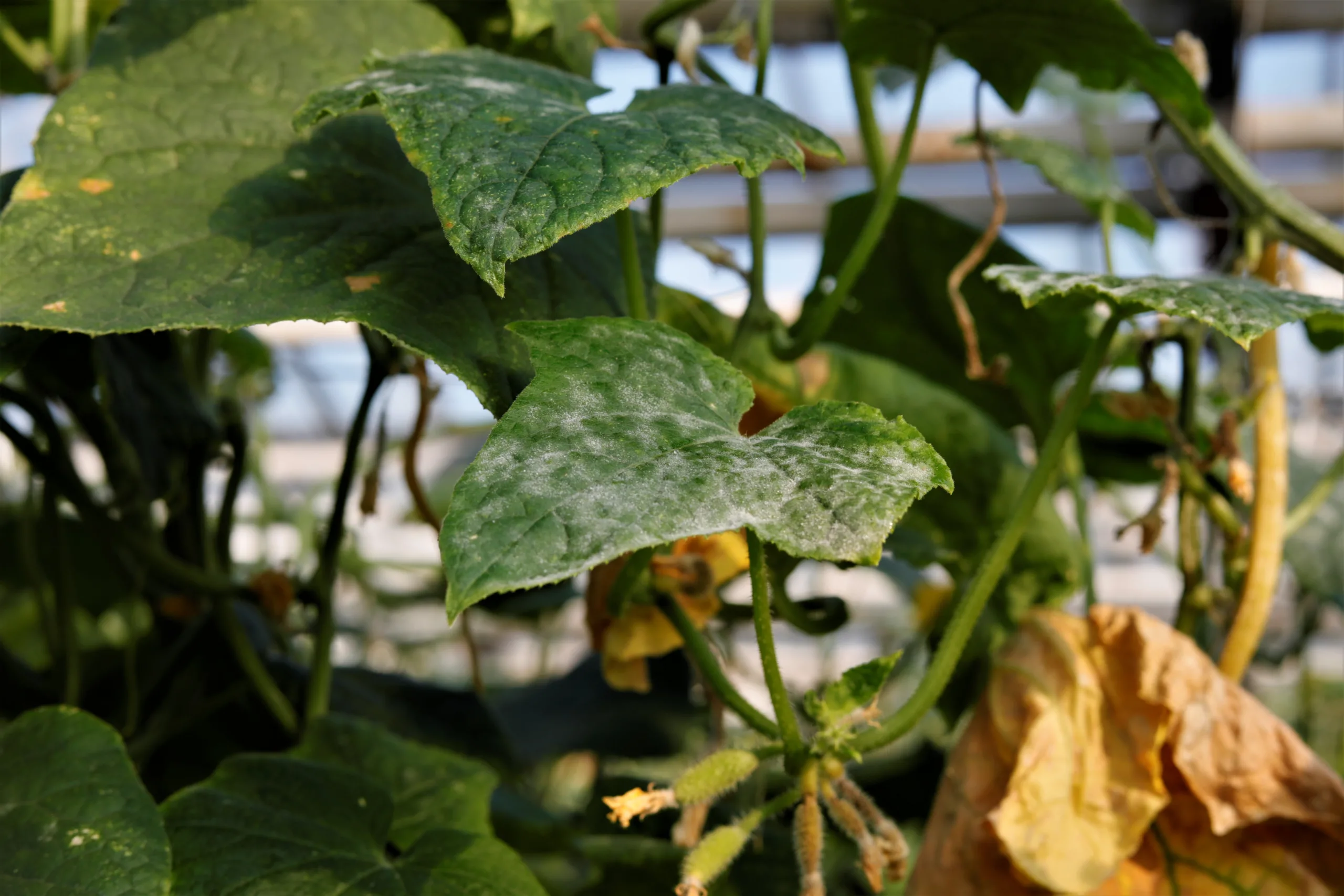 Mączniak prawdziwy (Powdery mildew) 1