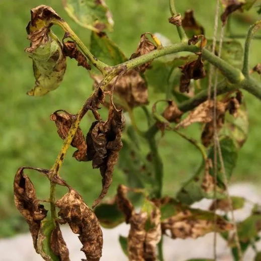 Werticilioza pomidora 5