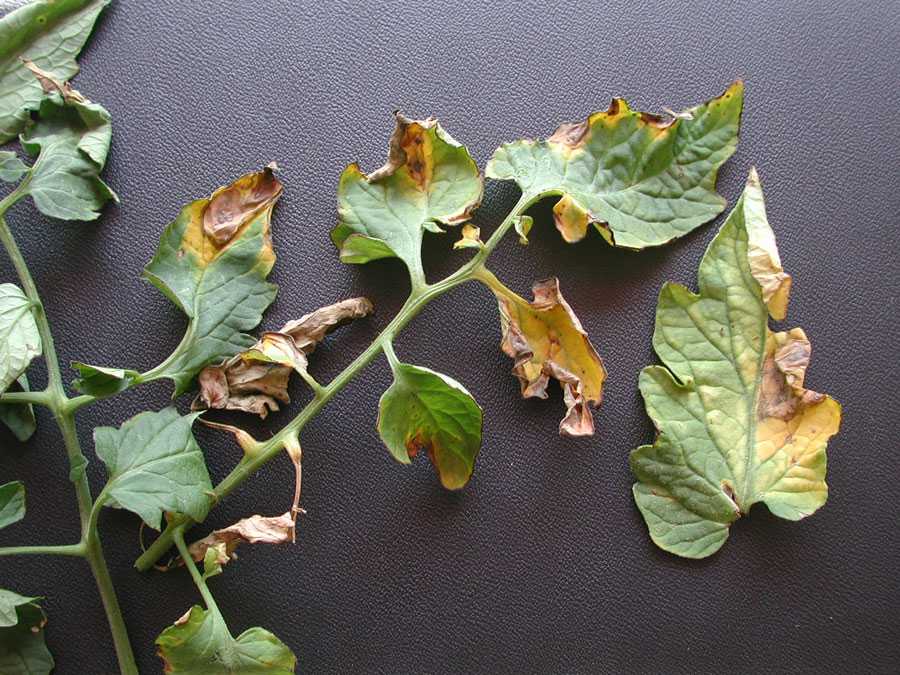 Werticilioza pomidora 2