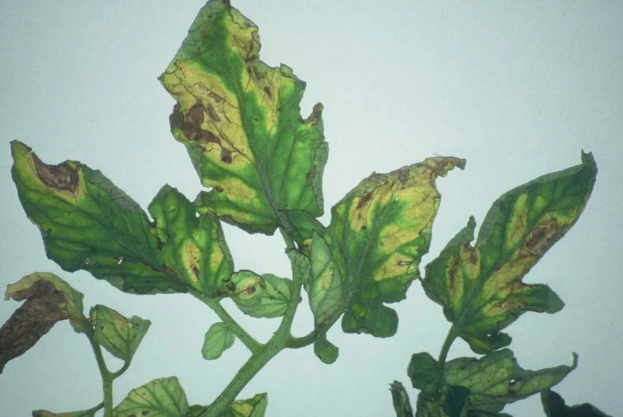 Werticilioza pomidora 3